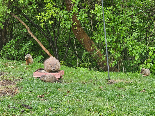 The Charles Family of Woodchucks