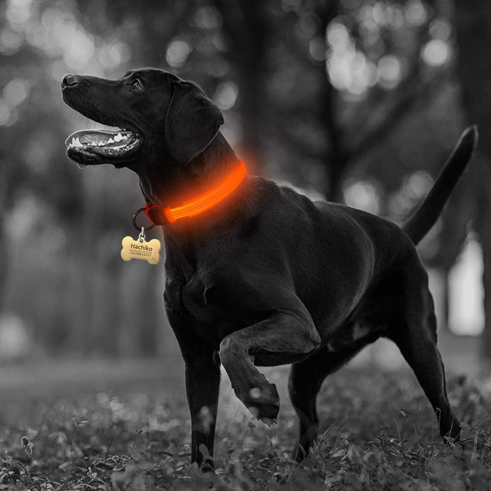 Nylon LED Dog Collar – Safety Night Walking Gear