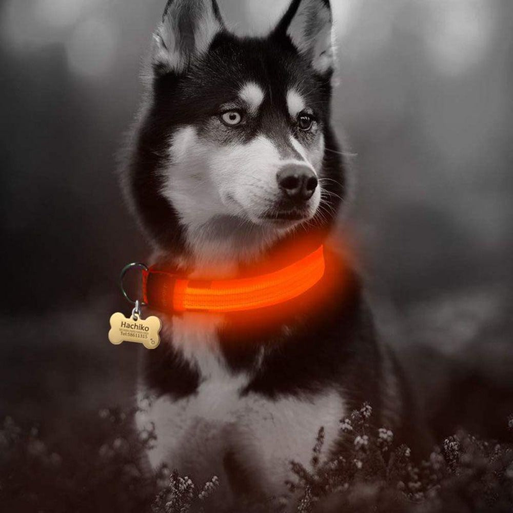Nylon LED Dog Collar – Safety Night Walking Gear